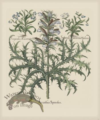 Besler 274 Colored  B2